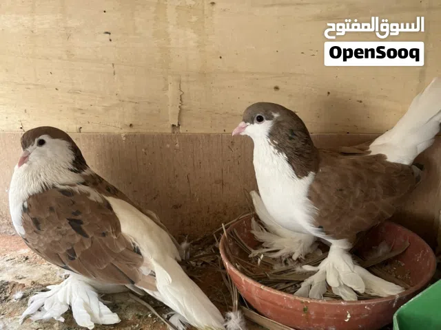 حمام زينه للبيع