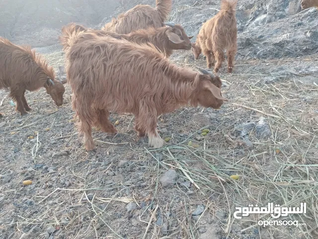 للبيع أمورهن فوق طيبه