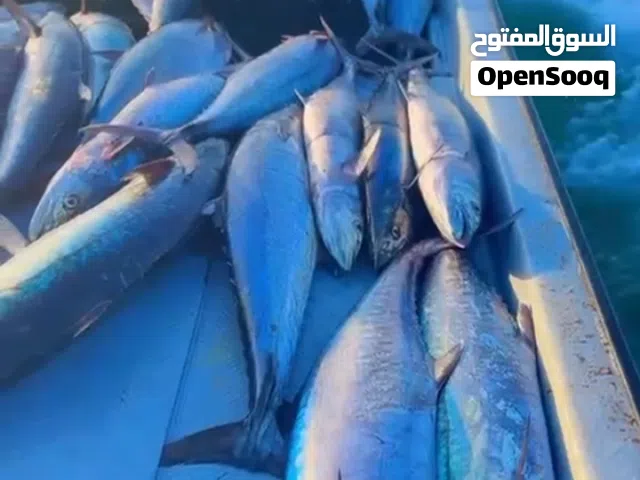 للبيع ليخ خيط 36رغب 10