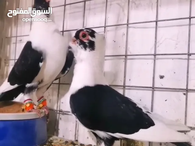 جوزين نخب اول شغالات مكفولات