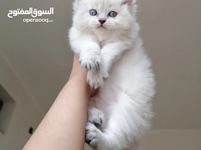 ذكر هيمالايا تشوكليت بلو ايز"عيون زرق" عمر 46 يوم أليف ونظيف وصحته فل الفل دبدوب وكثيف الشعر