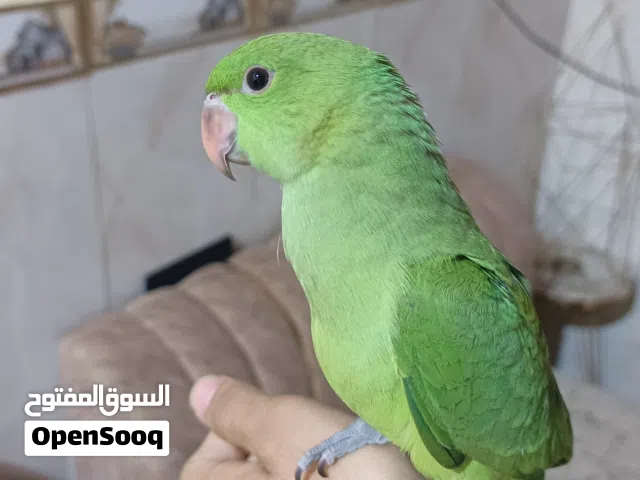 سلام عليكم دره للبيع