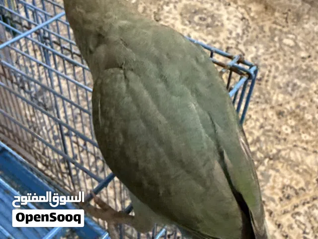 روز للبيع سعر 45 قابل للتفاوض العمر تقريبا 5 أشهر وأليف جدا