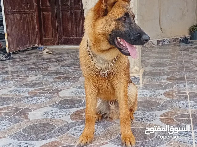 كلب منيالو للبيع جاهز لتدريب