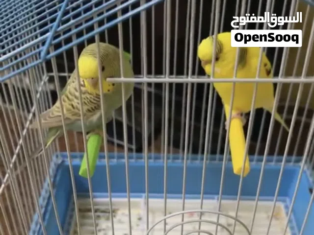 للبيع طيور مع القفص
