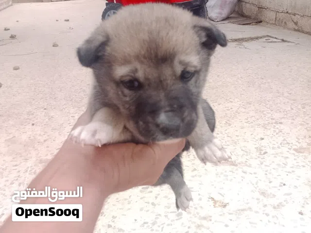 جروين جيرمان للبيع بعمر 50 يوم