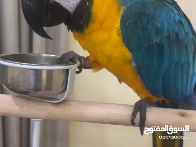 ببغاء مكاو عمر سنتين