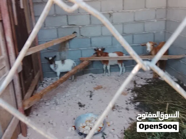 جدي وعناق كوبيات للبيع زواز بس 2000