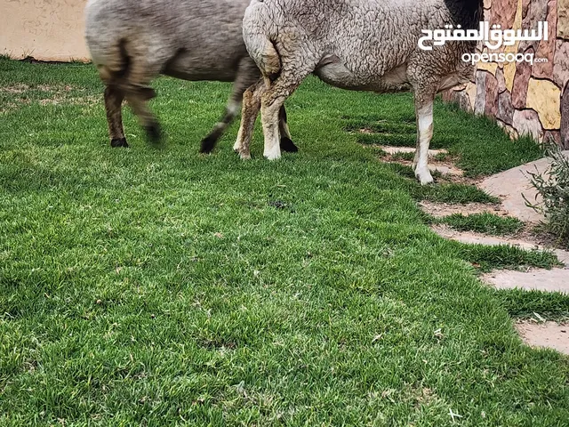 نعجتين للبيع