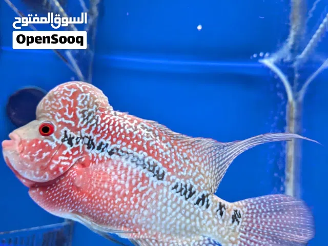 Fish, food supplier and Aquarium maintenance