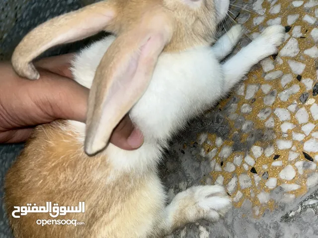 أرنب للبيع حبة بدينارين و نص rabbit for sale 2.5 bd