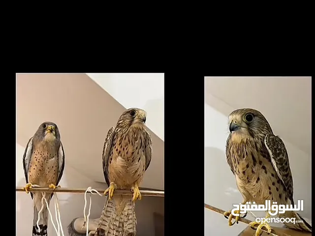 مطلوب شرياص نفس الي في الصوره السعر 5 اكون شاكر لو احد بعطيني رقم احد يبيع شرياص او يعرف احد اكون