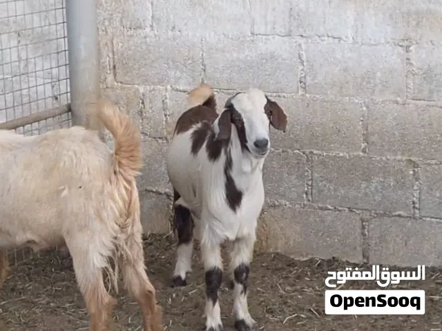 تيوسه غير مخصايات حلال مطعوم طعام دار الحلال سمين ما شاءالله الي يريد يربي حال حلاله او يريد ذبيحه