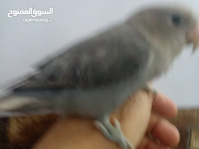 فحل غندوره رو ز اليف كلش يلعب ويغرد ما بي عضه