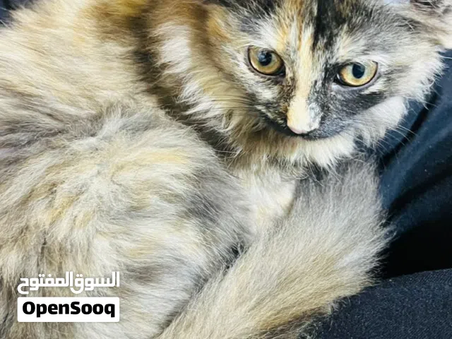 قطه نثيه عمره3اشهر للتبني