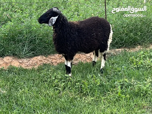 خروف وطني ربي يبارك