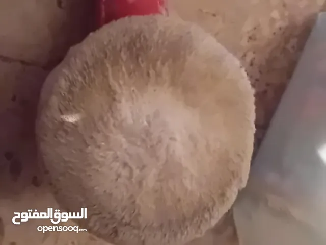 صاروخ بلويس