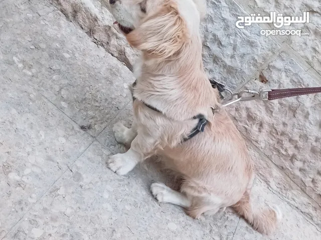 كلب كوكر سبانييل انثى عمرها 6أشهر لعوبة ذكية كيووووت لونها كابتشينو حلوووو حجم ميني للبيع