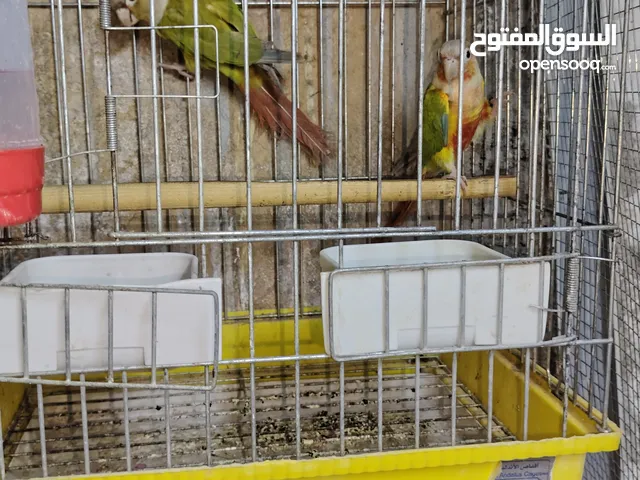 جوز جرين شيك شغال