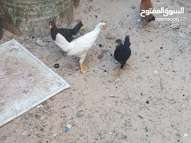 سلام عليكم دجاج البيع مال بيت عمرهن 5 شهر سعر زوج علئ 20 بيهن مجال