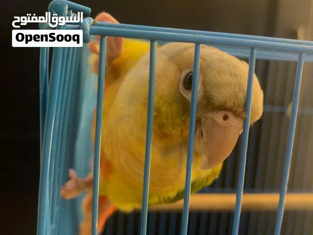 كنيور اناناس