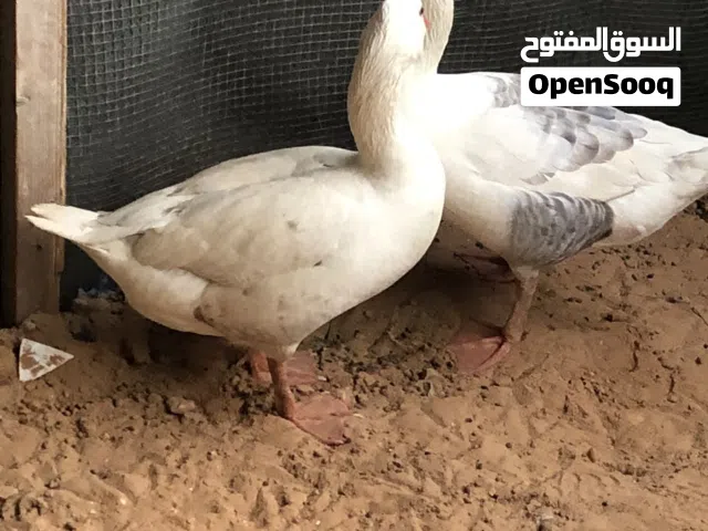 كوبيه ربي يبارك