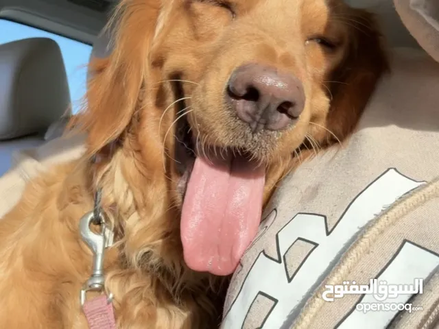 كلب جولدن رتريفر للبيع golden retriever for sale