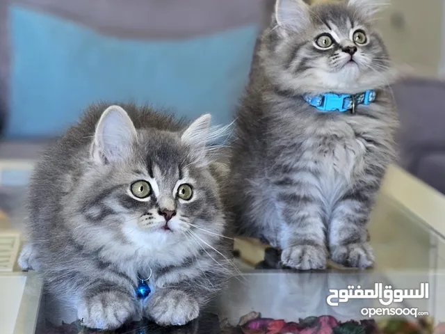 بريتش ستريت شعر طويل مستوى قوي جدا جدا