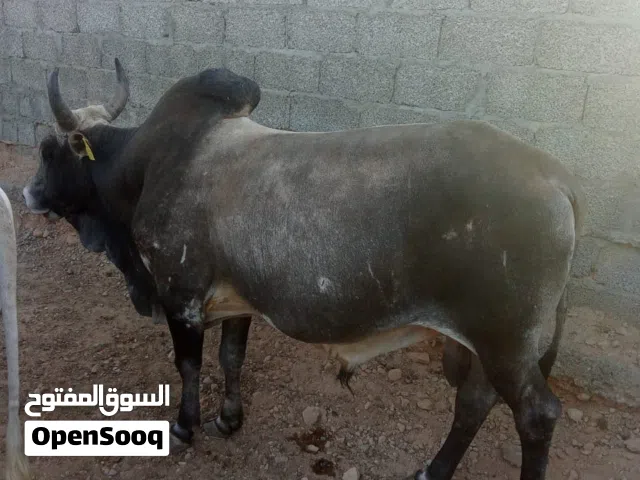 ثيران أثيوبية للبيع بولاية العوابي بصحة جيده