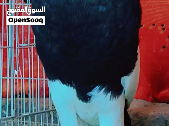 مطلوب نثيه نفاخ مسوبع اي لون كلاش فول وخشونه الي عنده يراسلني واكونله ممنون