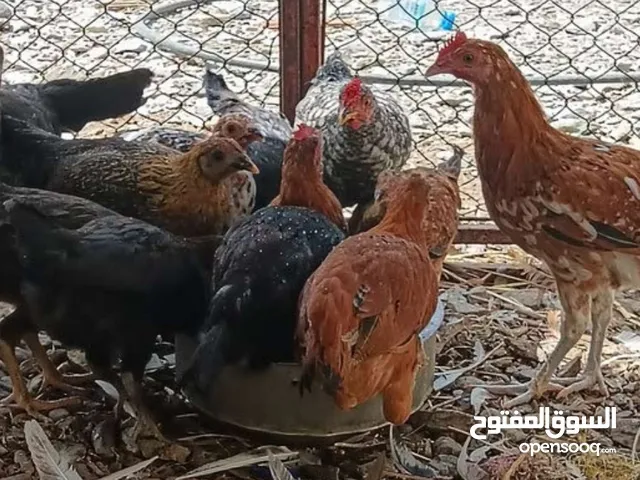 للبيع دجاج