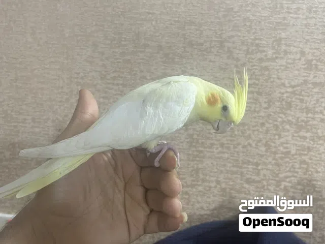 كوكتيل  لاتيني عيون حمراء