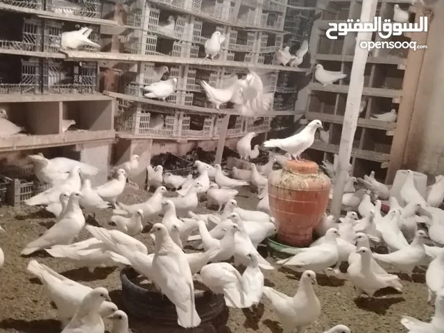 بط مصري وحمام فرنسي وارانب هولندي