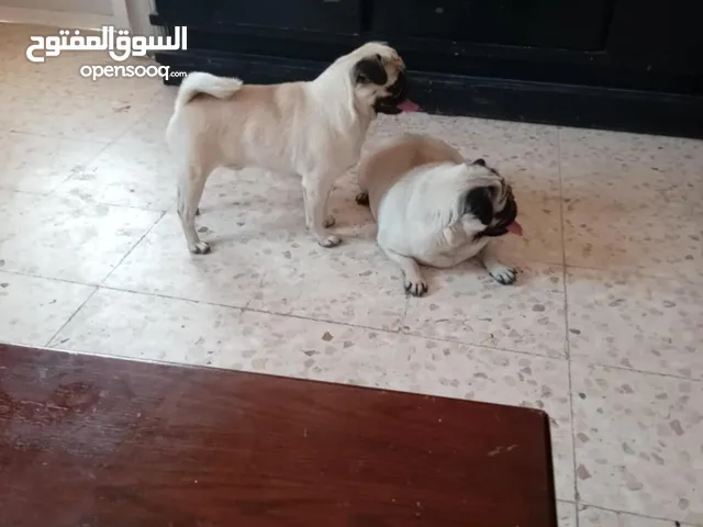 كلاب بج دكر وانتى