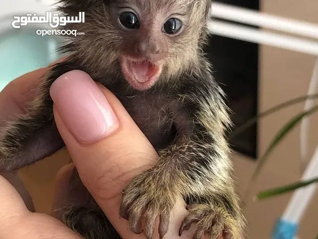 الأطفال المدربون في المنزل