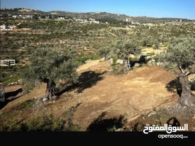 قطعه ارض للبيع في منطقه رنتيس مساحه 8دونم كوشان طابو سلطه  تصنيف الف للبيناء