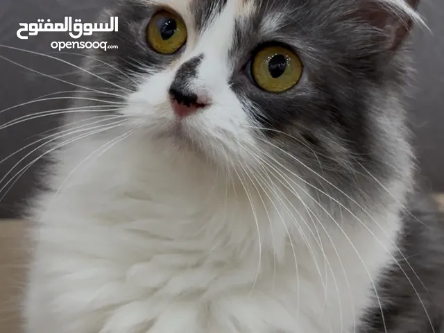 للبيع قطه شيرازيه اليفه ولعوبه