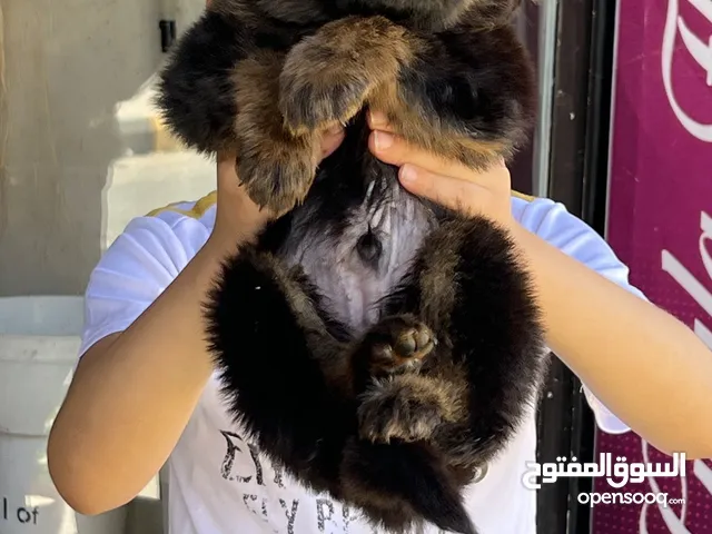 جيرمن شبرد شولاين كنج سايز