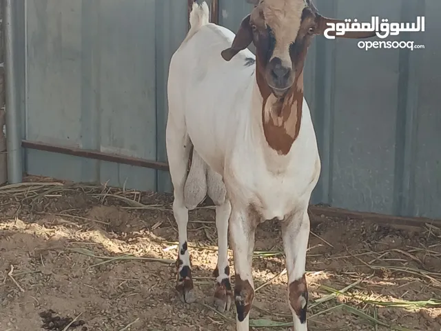 تيس اثيوبي للبيع سمين اموره طيبه