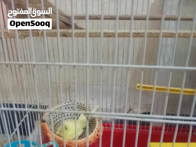 كناريات اثنين مخاليف طيره وفحل والثاني طيره وفحل فول وطيره جاهزه