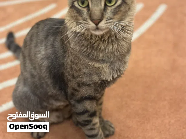 قط للتبني  Adoption