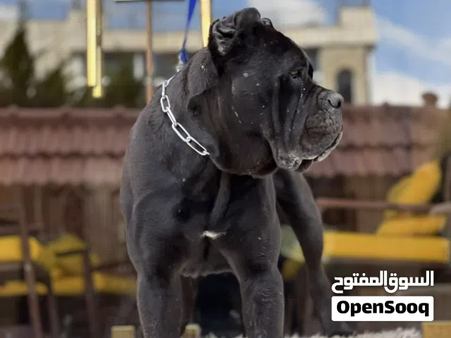 ذكر كين كورسو