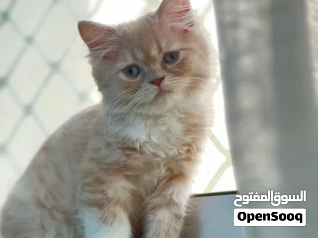 قطة للتبني