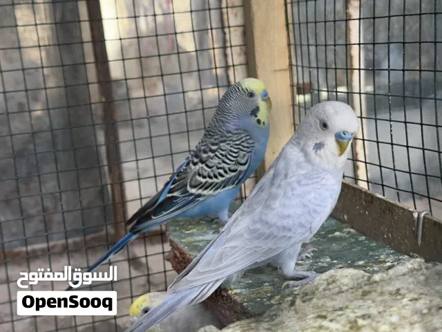 طيور حب نضيفات مال بيت 4 زواج بزارات وتك زوج ب11