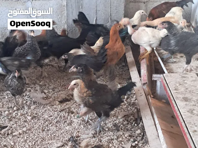 فراخ بلدي عمر اربعه اشهر و 10 ايام ماخذ جميع مطاعيم العدد 100 موقع المفرق بلعما رقم تليفون السعر3.50