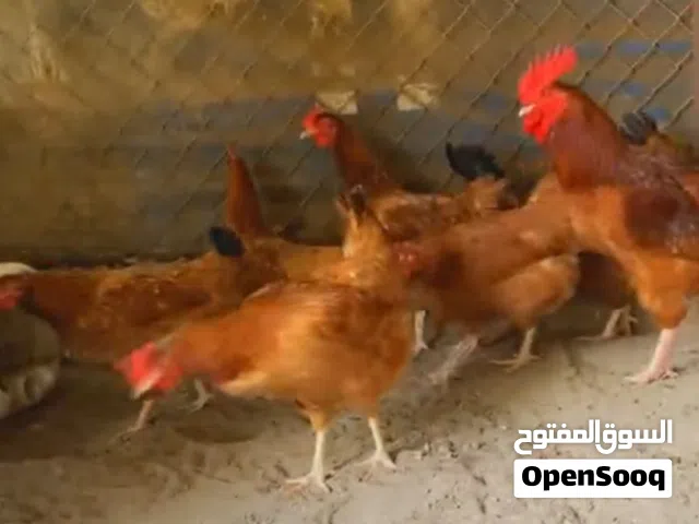 اقرو الوصف