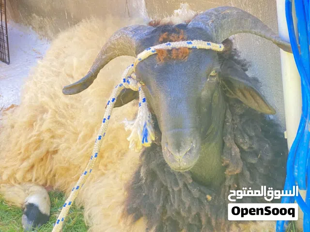خروف للبيع