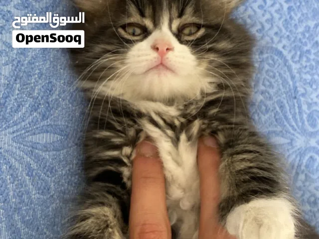 قط سيبيري مكس ماين كون العمر شهرين ونص