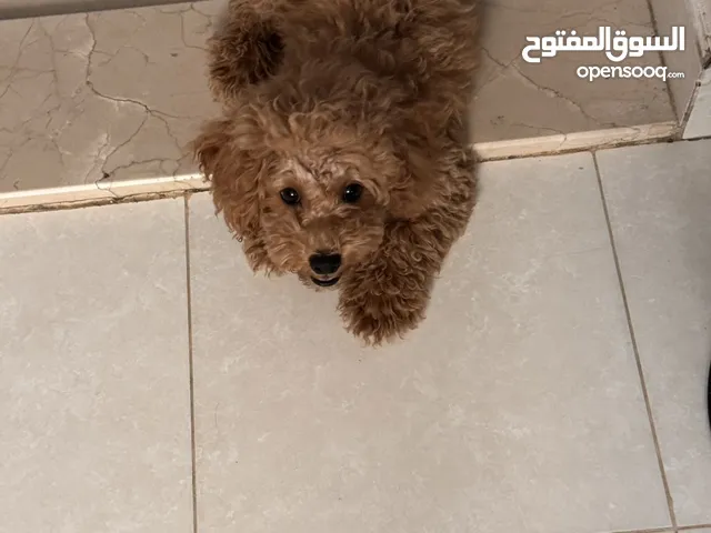 ذكر بودل male poodle three months
