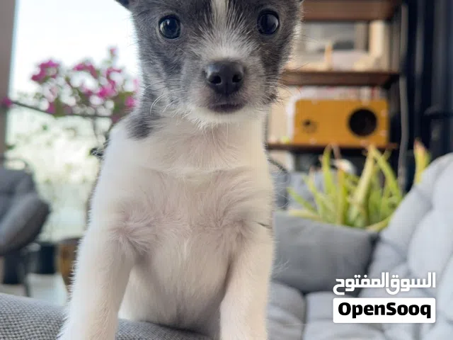 Tiny Chihuahua Mix